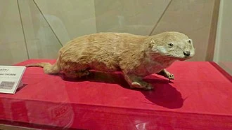 Lutra_nippon.jpg?type=w1