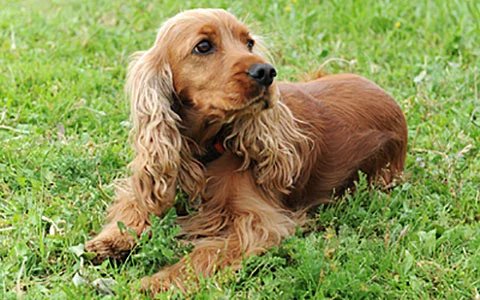 cocker-main-photo.jpg?type=w1