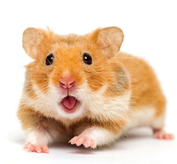 %EC%8A%A4%ED%81%AC%EB%A6%B0%EC%83%B7_2024-03-13_212038.png?type=w1