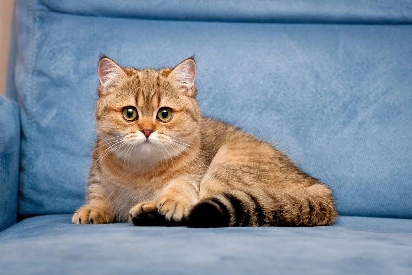 golden-british-shorthair-cat-lying-on-a-blue-sofa_SunRay-BRI-Cattery-RU_Shut.jpg?type=w1