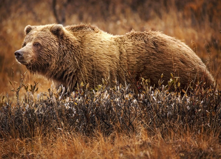 GrizzlyBearJeanBeaufort.jpg?type=w1