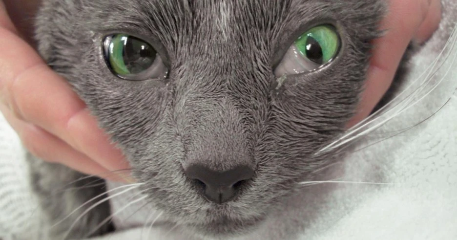 vettimes.jpg?type=w1