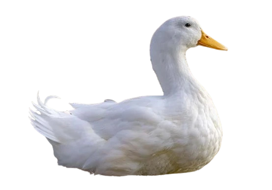 %EB%8B%A4%EC%9A%B4%EB%A1%9C%EB%93%9C_(1).png?type=w1