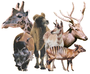 artiodactyla.gif?type=w1
