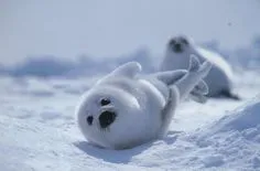 557f7bdfe5360d8e286b0849d594960f--baby-harp-seal-baby-seal.jpg?type=w773