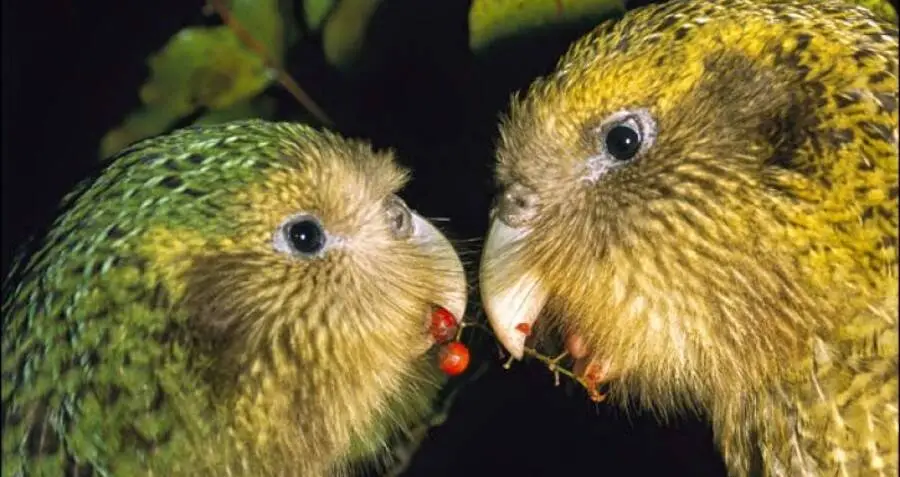 male-and-female-kakapo.jpg?type=w1