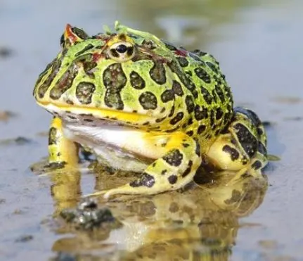 %EC%BA%A1%EC%B2%988.JPG?type=w1