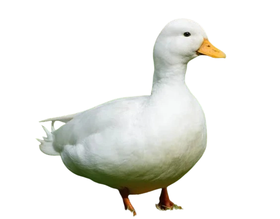 %EB%8B%A4%EC%9A%B4%EB%A1%9C%EB%93%9C_(2).png?type=w1