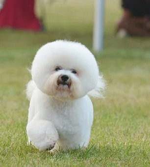 bichon-6659330__340.jpg?type=w1