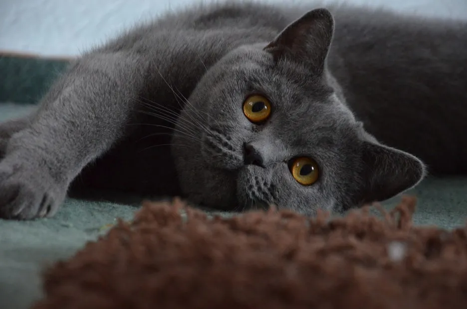 british-shorthair-1573559_1280.jpg?type=w1