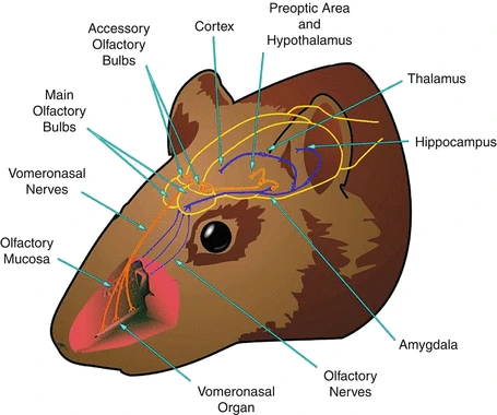 192081_0_En_29-3_Fig2_HTML.gif?type=w1
