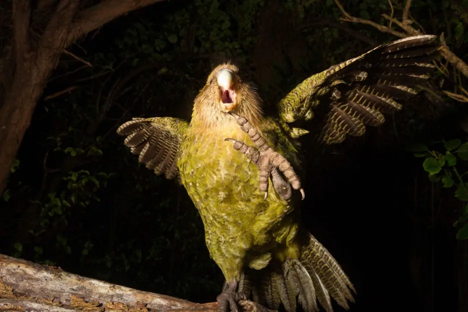 kakapo_thumbnail_08_2017-11-23.jpg?type=w1