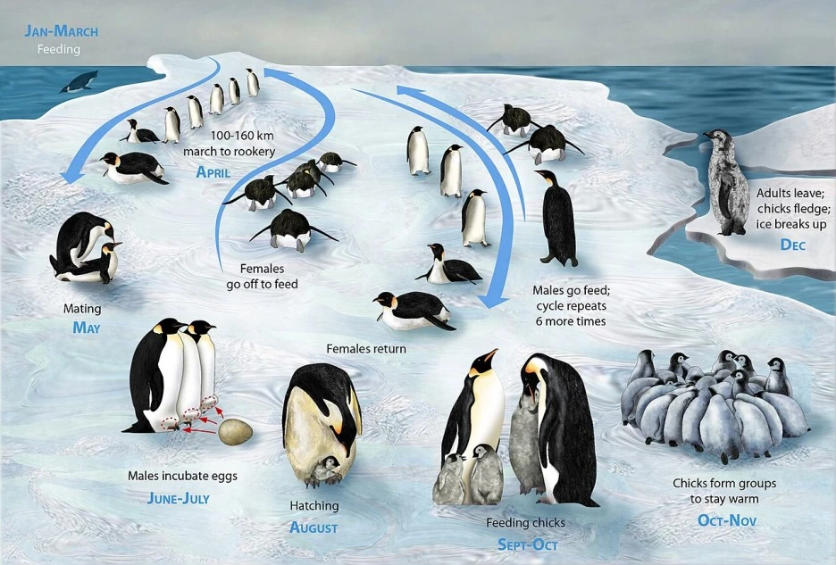 PENGUIN_LIFECYCLE_H_National_Science_Foundation_-.JPG?type=w1