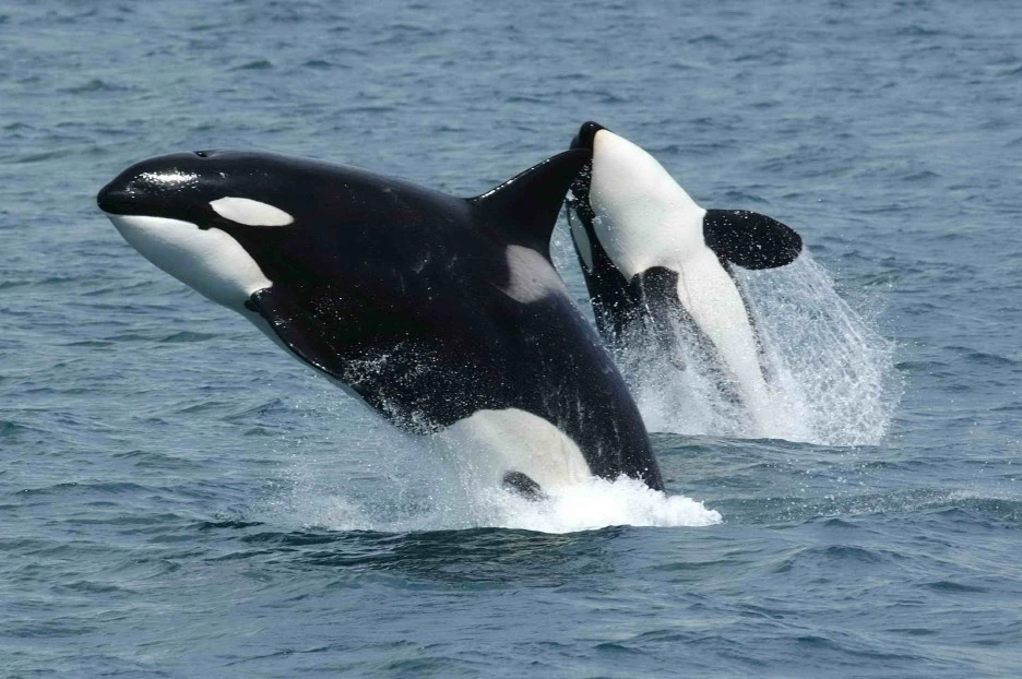 Killerwhales_jumping.jpg?type=w1