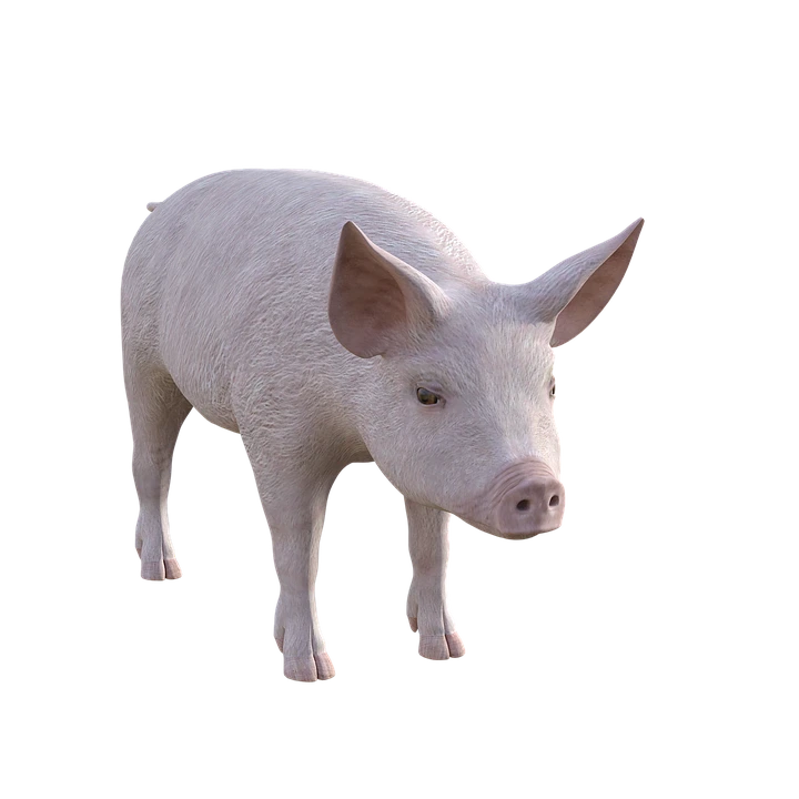 pig-3961588_960_720.png?type=w1