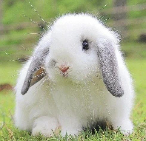 ENRvom7U8AYOe-0.jpg?type=w1