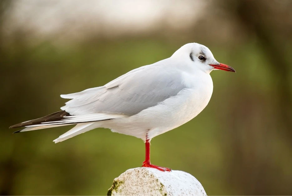 BAS-black-headed-gull.jpg?type=w1