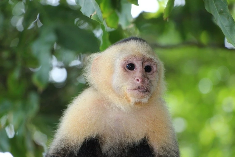 capuchin-monkey-2759768_960_720.jpg?type=w1