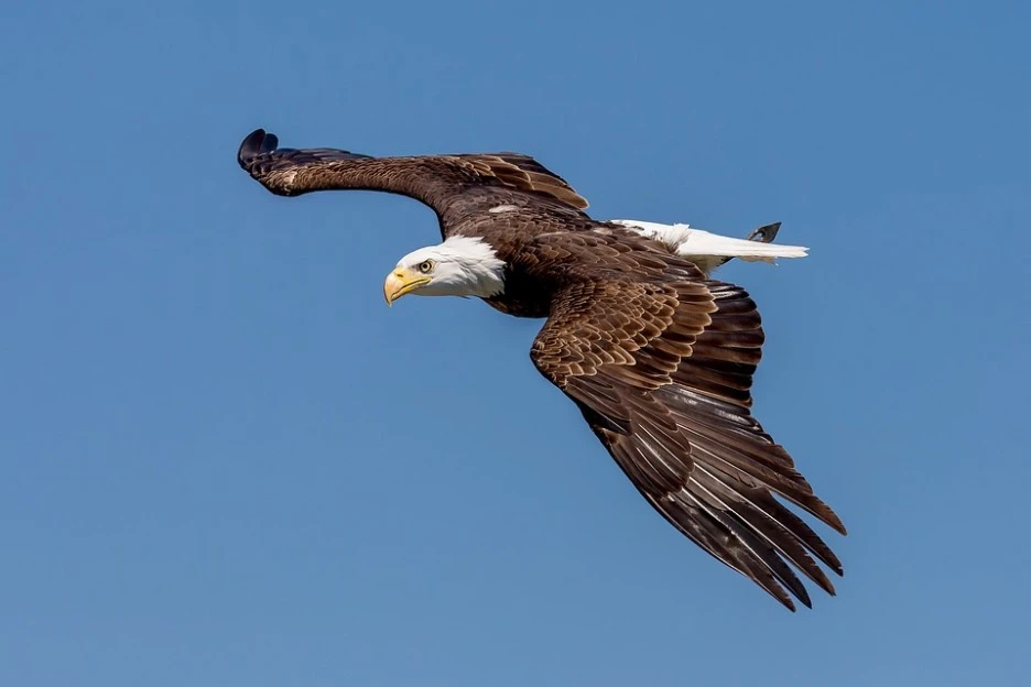 bald-eagle-4144500_960_720.jpg?type=w1