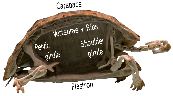 Turtle_skeleton_cross-section,_labelled_as_infographic.svg.png?type=w1