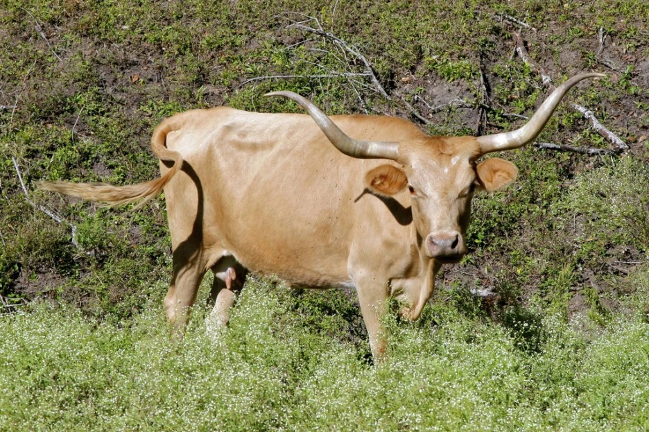 Texas_Longhorn_cow.jpg?type=w1