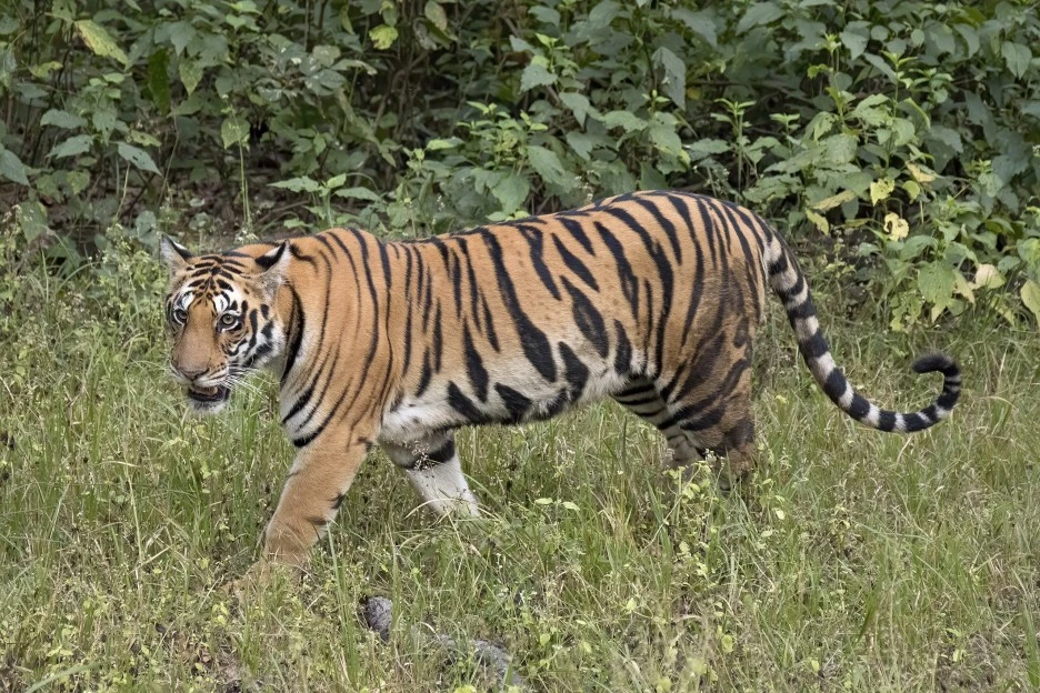 2560px-Bengal_tiger_(Panthera_tigris_tigris)_female_3_crop.jpg?type=w1