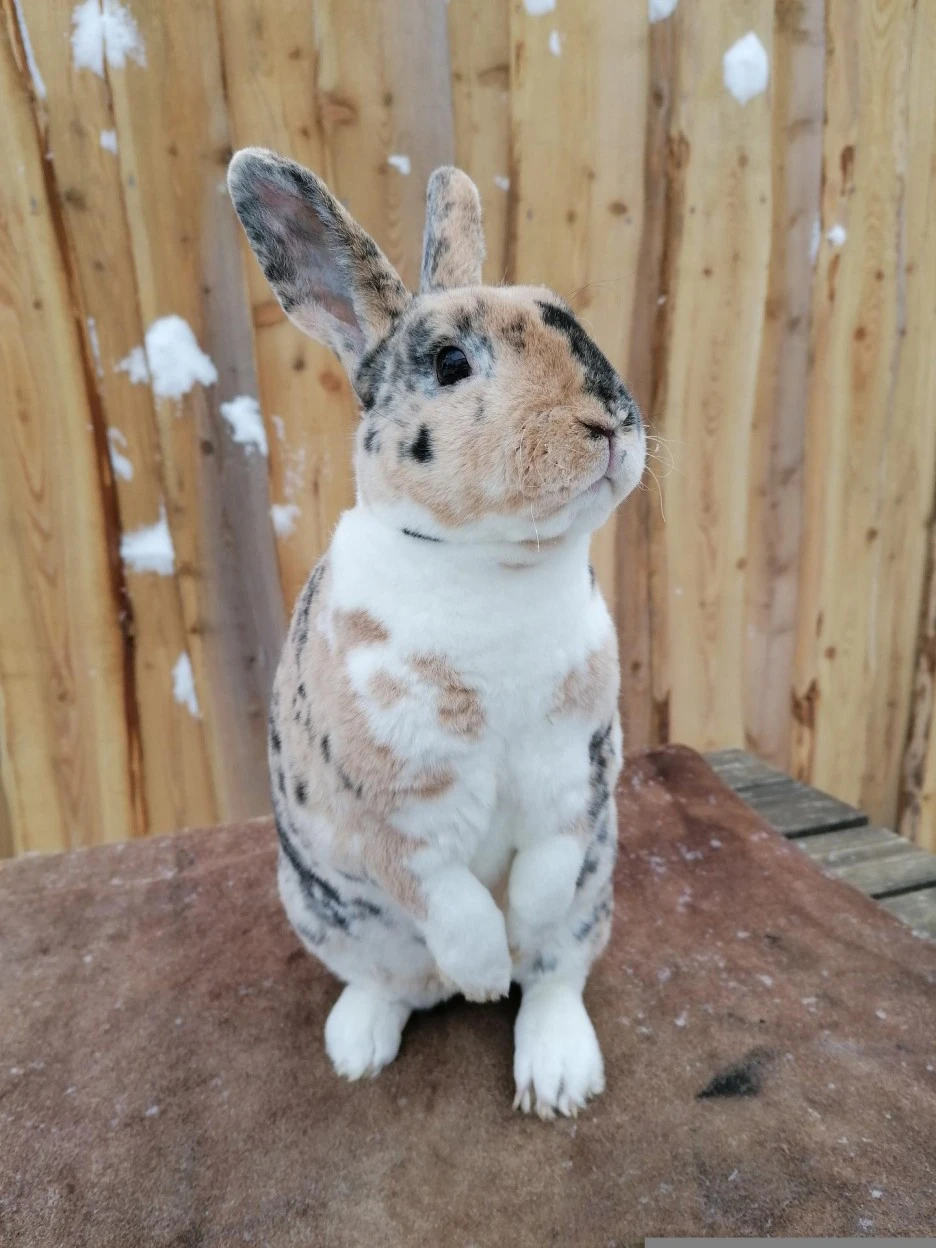 rabbit-g7d47d75d0_1920.jpg?type=w1