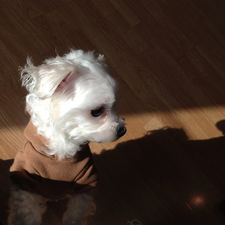 maltese-699530_1280.jpg?type=w773