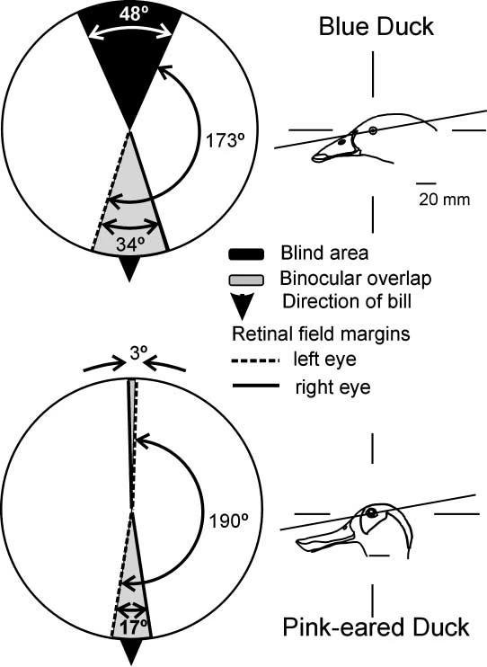 Horizontal-sections-through-the-visual-fields-of-Blue-Ducks-and-Pink-eared-D.png?type=w773