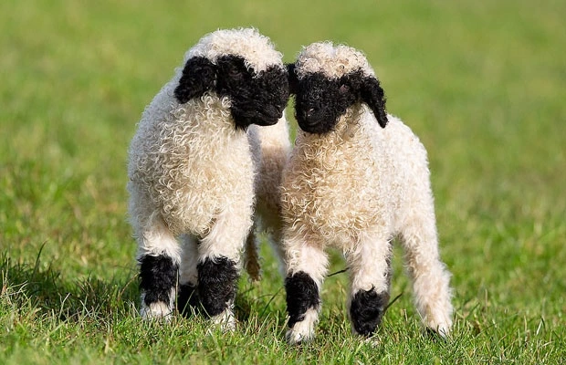 SSI_20210128175111_V.jpg?type=w1