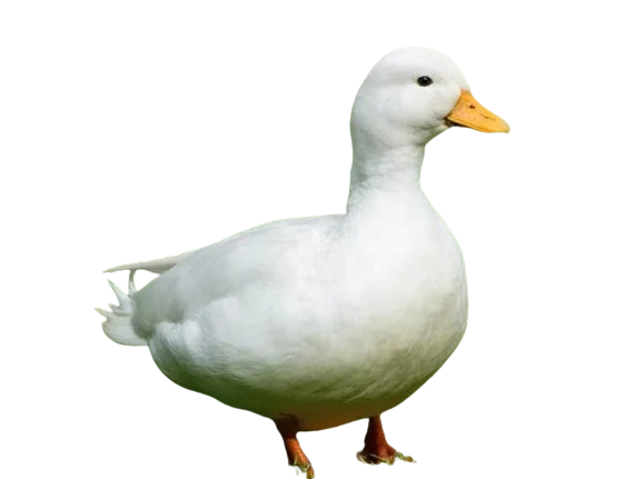 %EC%8A%A4%ED%81%AC%EB%A6%B0%EC%83%B7_2024-05-09_111631-removebg-preview.png?type=w1