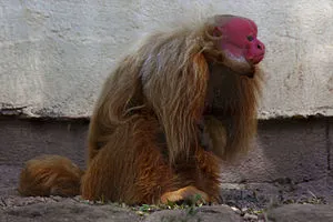 Cacajao_calvus_novaesi.jpg?type=w1