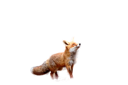 0bd70748d7db90ee2aa81635b8101a80.png?type=w1