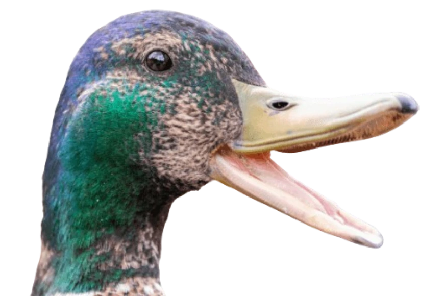 %EB%8B%A4%EC%9A%B4%EB%A1%9C%EB%93%9C.png?type=w1