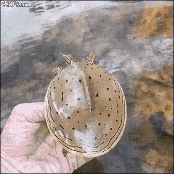 tumblr_ovs01dXMhc1tlb56zo1_400.gif?type=w1