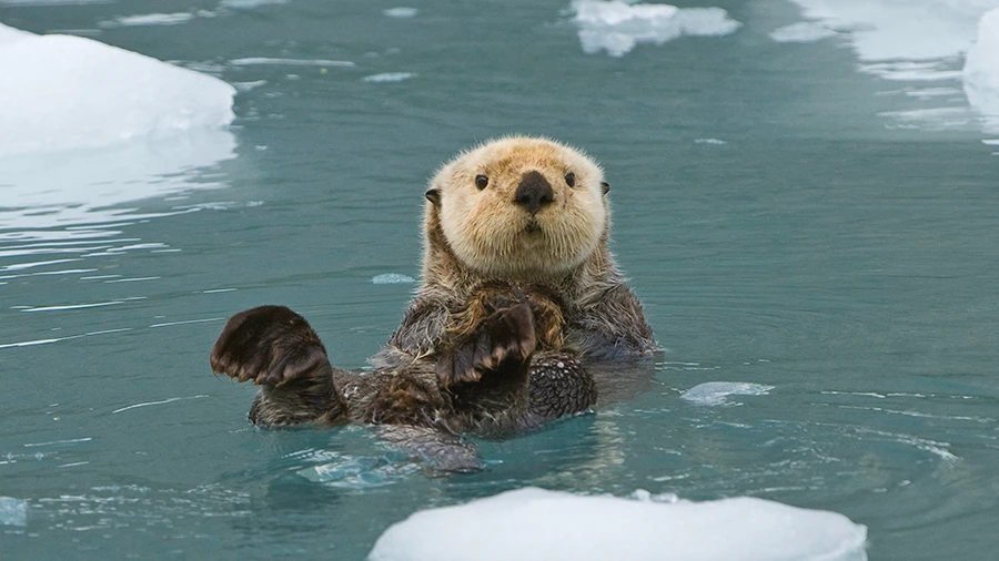 otters-primary.png?type=w1