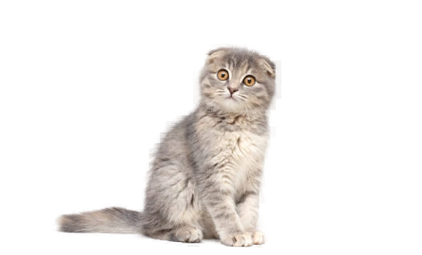 remove-bg-20240401145759.png?type=w1