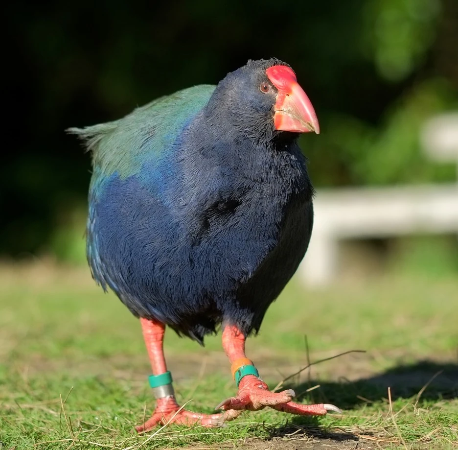 Male_takahe_walking_on_grass.jpg?type=w1