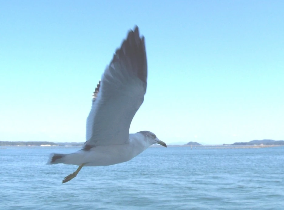 Black-tailed_Gull_Kclama.jpg?type=w1