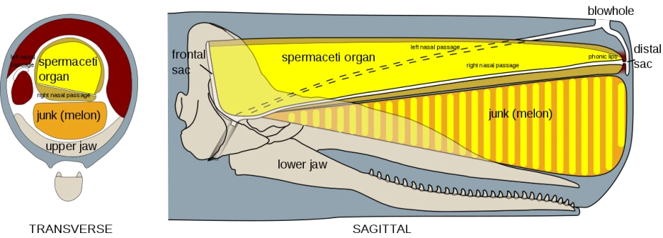 1200px-Sperm_whale_head_anatomy_(transverse_+_sagittal).svg.png?type=w1