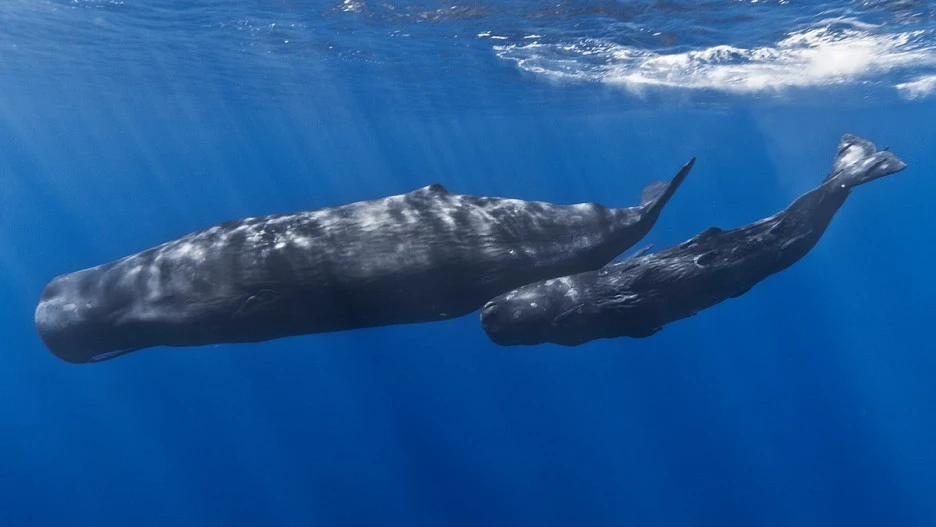 Mother_and_baby_sperm_whale.jpg?type=w1