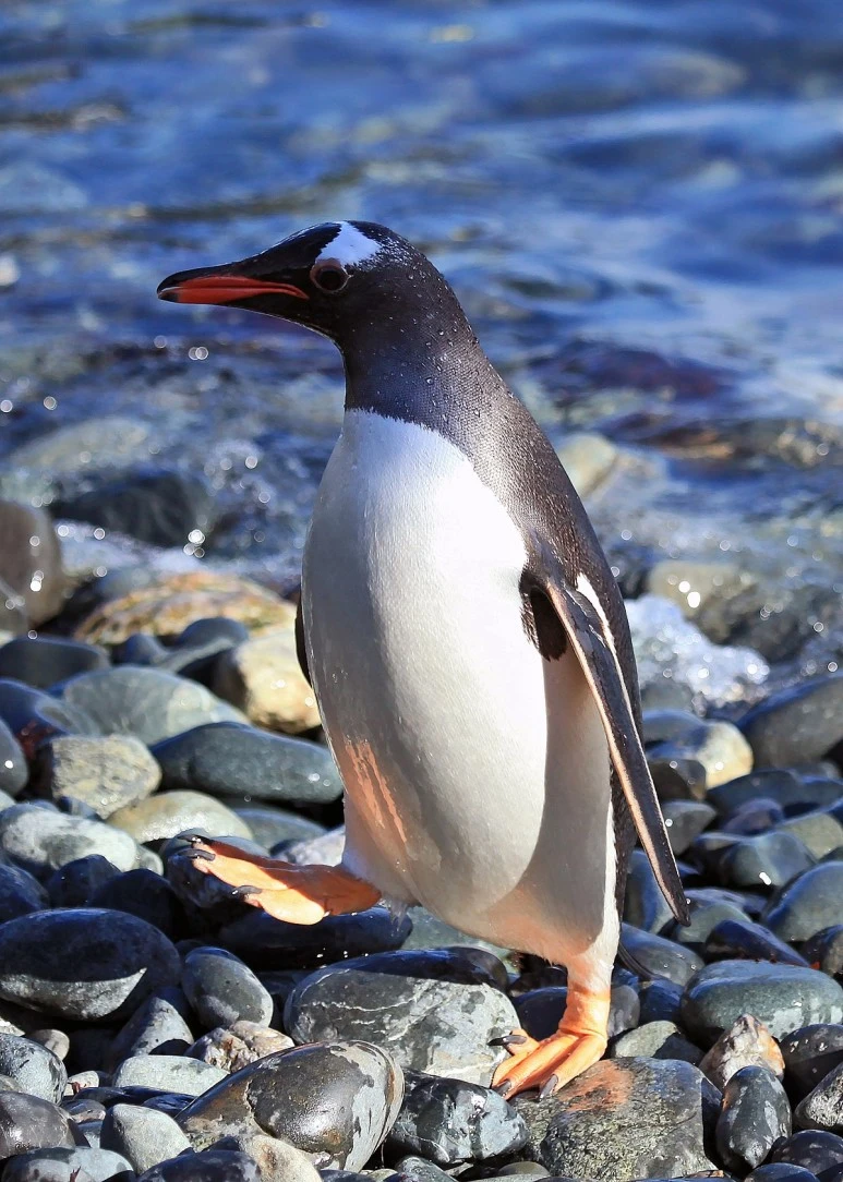 1200px-Gentoo_Penguin_at_Cooper_Bay,_South_Georgia.jpg?type=w773
