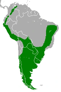 Geranoaetus_melanoleucus_range_map.png?type=w1