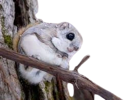 %EC%97%90%EC%A1%B0_%EB%AA%A8%EB%AA%AC%EA%B0%80.png?type=w1