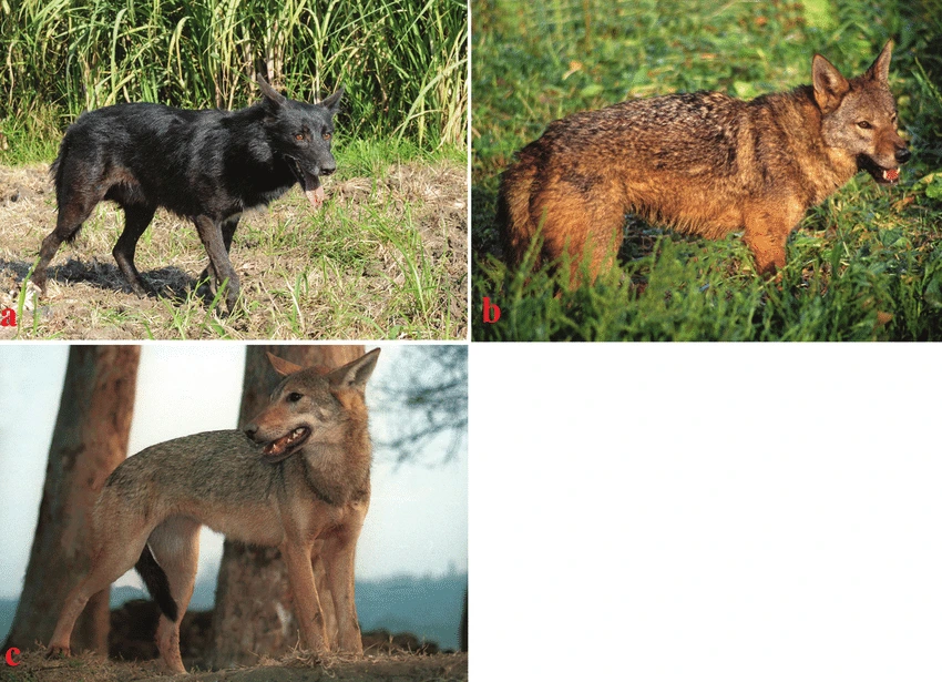 Coat-colour-variations-in-the-Egyptian-Wolf-C-lupaster-a-melanistic-individu.png?type=w1