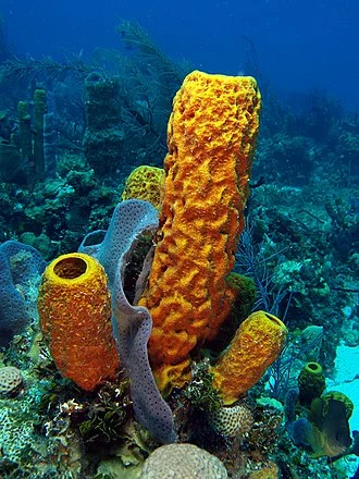 330px-Aplysina_fistularis_(Yellow_tube_sponge).jpg?type=w1