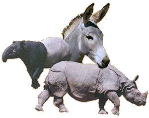 perissodactyla.gif?type=w1