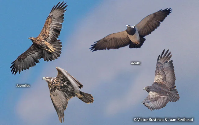 black-chested_buzzard-eagle-4.jpg?type=w1