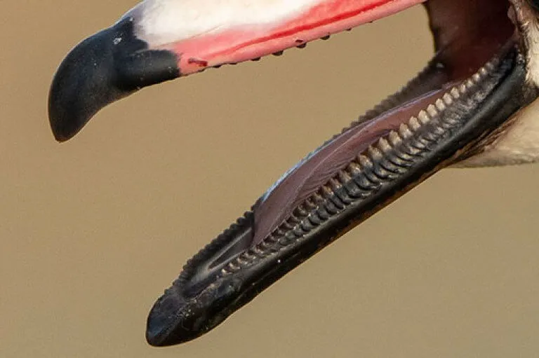 wood-duck-lamellae-768x511.jpg?type=w1