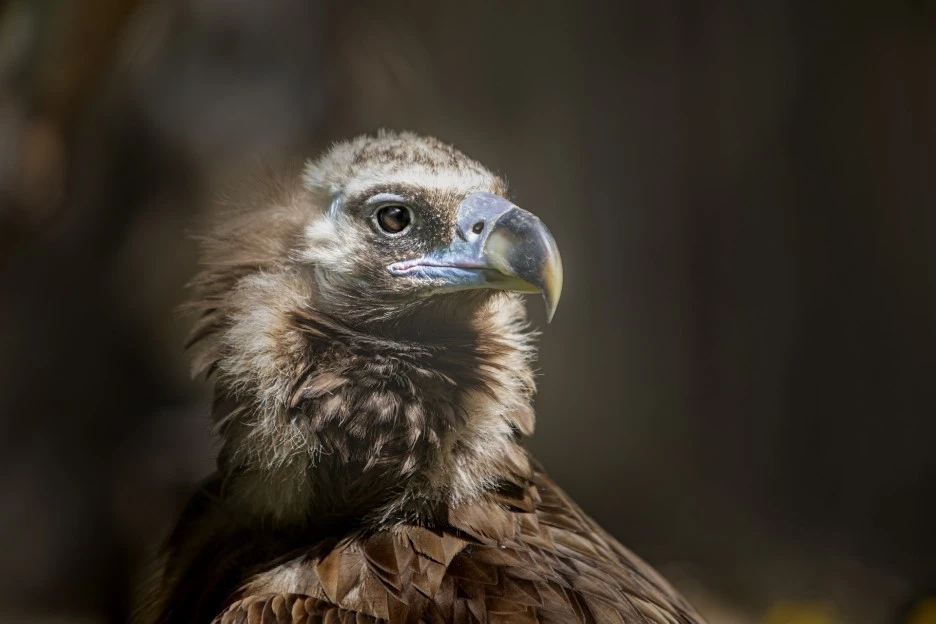 cinereous-vulture-gde0bd486a_1920.jpg?type=w1